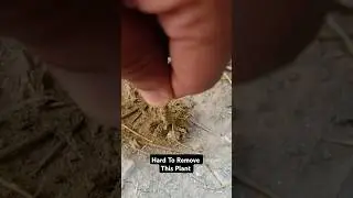 How To Remove Plants From Soil #viral #shorts #video #trending