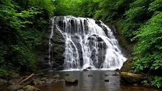 Serene Forest Ambience with Green Stream Flow for Study Sleep Relaxation Meditation and Inner Calm