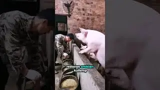 Bu &Ccedil;ift&ccedil;inin Yem Tarifi T&uuml;m Sırları Değiştiriyor! 🐖🔥
