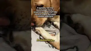 Читай описание 👇