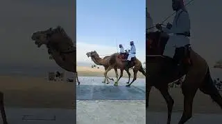 Eid Celebrations..Camel ride #eidmubarak #camel #qatarlife #wakra