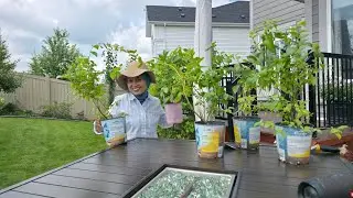Nanam 4 Blueberry Di Raised Bed Terbuat Dari Kayu.