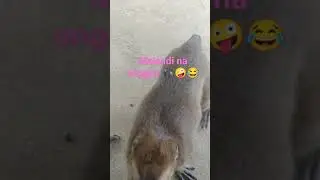 monkey flirting 😛