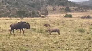 Wildlife comics  baby rhino charge #naturelovers #animals 