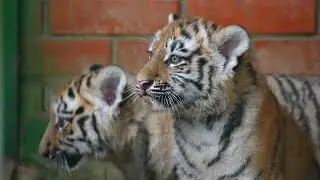 Moscow Zoo unveils newborn Amur tiger cubs