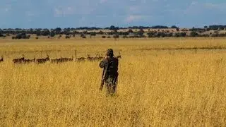 Blesbok Driven Hunt 4