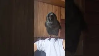 あそぼー 鳴き声 ごはん おしゃべりハッピー　#カラス #crow #karasu #かわいい #尊い  #鳴き声  #遊ぼう  #鳥 #ハシブトガラス #おしゃべり