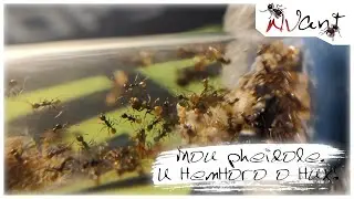 Мои pheidole и немного о них!