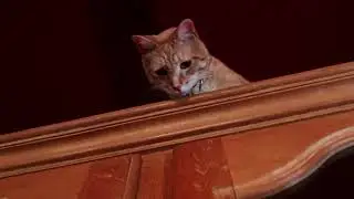 Willard (2003) | Rat Horror Mood + Elaine Paige &lsquo;Memory&rsquo; | MUVI MOODS &ndash; CAT WEEK &ndash; 2 of 7