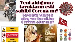 #covid19 #korona Horozumuz korona mı oldu?  Eski sahibi test yaptırmaya gitti  yüksek ateş  hırıltı