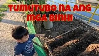 Tyaga pa rin sa pagdilig | May mga tumutubo na sa mga binhi