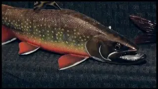 Maple Grove man crafts fish decoys