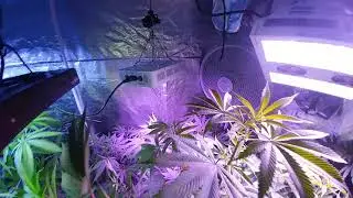 Super Veg