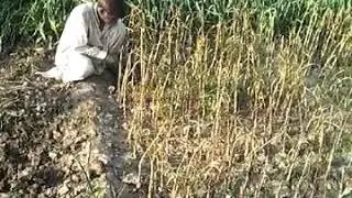 GARLIC desi gulabi ke harwasting 24/04/2020