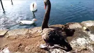 Whooper Swan vs Black Swan (Muscovy duck,American coot,& Common Gallinule at end) (read description)