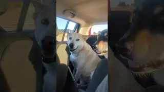 Car ride #chill #music #lofi #cover #lyrics #comfort #cute #dog #kelpie