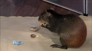 Meet Delilah, The Red Rumped Agouti
