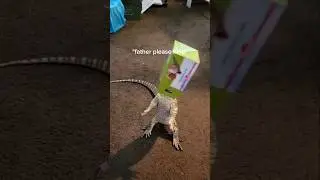 My pet komodo dragon is very confused.