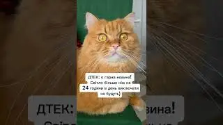 Новина #жартиукраїнською #гуморукраїнською #електроенергія #ДТЕК #обленерго #графік #котиприколи