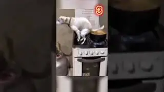 ‼️Top 3 Funniest Dog Poop Moments &ndash; #1 Is Just Impossible! 😆🤣