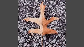 Like a Leaf