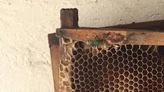 Abeja solitaria recolectando prop&oacute;leos