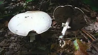 Agaricus essettei