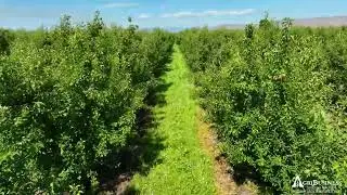 WASHINGTON STATE APPLE AND PEAR ORCHARD FOR SALE - NOW PRICED AT $650,000