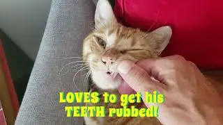 Archie TEETH