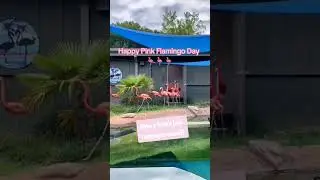 It's Pink #Flamingo Day 🦩🦩🦩 Have you heard how #flamingos sound??? 😌😌😌
