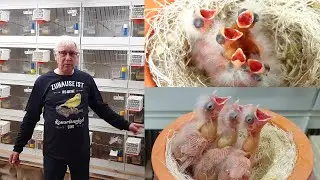 2023 5 Kanarienzucht Harzer Edelroller Nestkontrolle 🐣🐤🐥