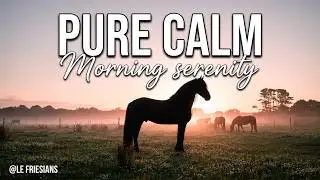 Friesian Horses Relaxing  Morning Calm & Natural Beauty