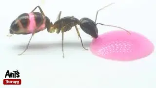 What Happens When Ant Sees a Drop of Pink Liquid Candy