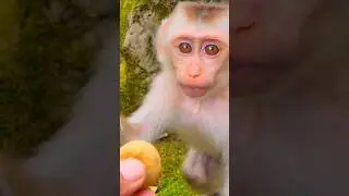 Adorable Baby Jacee