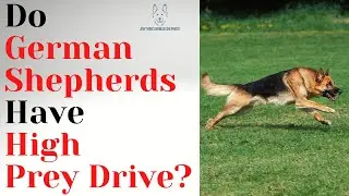 Do German Shepherds Have a High Prey Drive?