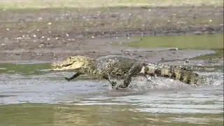 Crocodile vs Caiman vs Alligator | Crocodilians of the Americas #wildlife #reptiles
