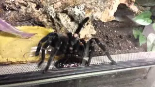 Worms in X.  immanis substrate and unusual motions of the spider