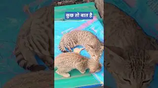 New comedy shorts😭🤣 #comedy #comedyshorts #viral #shorts