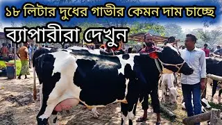 @ভালো মানের গাভী বিক্রি হচ্ছে, আমবাড়ি হাটে ব্যাপারীরা কেমন দাম চাচ্ছে দেখুন! cow price! 