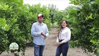 CULTIVO de LIMA (LIM&Oacute;N) PERSA,  AGROKREBS entrevista a productor de lim&oacute;n.