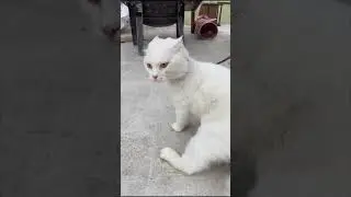 My cat TRANSFORMATION #trending #thecatlife #catlover #kitten #shorts