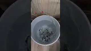 minnow bucket