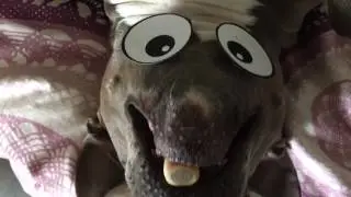 Funny Dog Upside Down Eyes Eating!