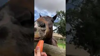 Cute horse eating carrots