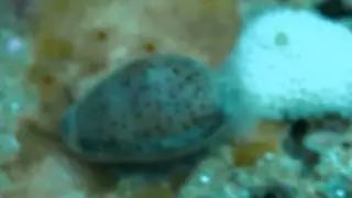 Gray cowrie w eggs P7031256