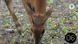 CHOUSINGHA MALE