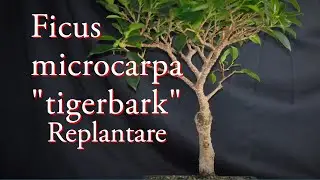 Ficus Tiger bark bonsai replantare.