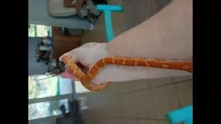 Meet Rock, corn snake