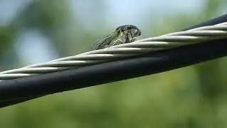Green Annual Cicada