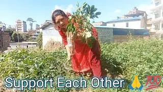 Aalu Khandai 🥔! Harvesting Potatoes #middleclassfamily #minivlog #support 
